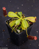 Nepenthes lowii, BE-3100