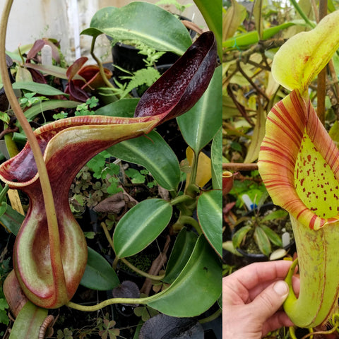 Nepenthes lowii x Mixta plant showing a large burgundy pitcher and a separate pale yellow striped pitcher