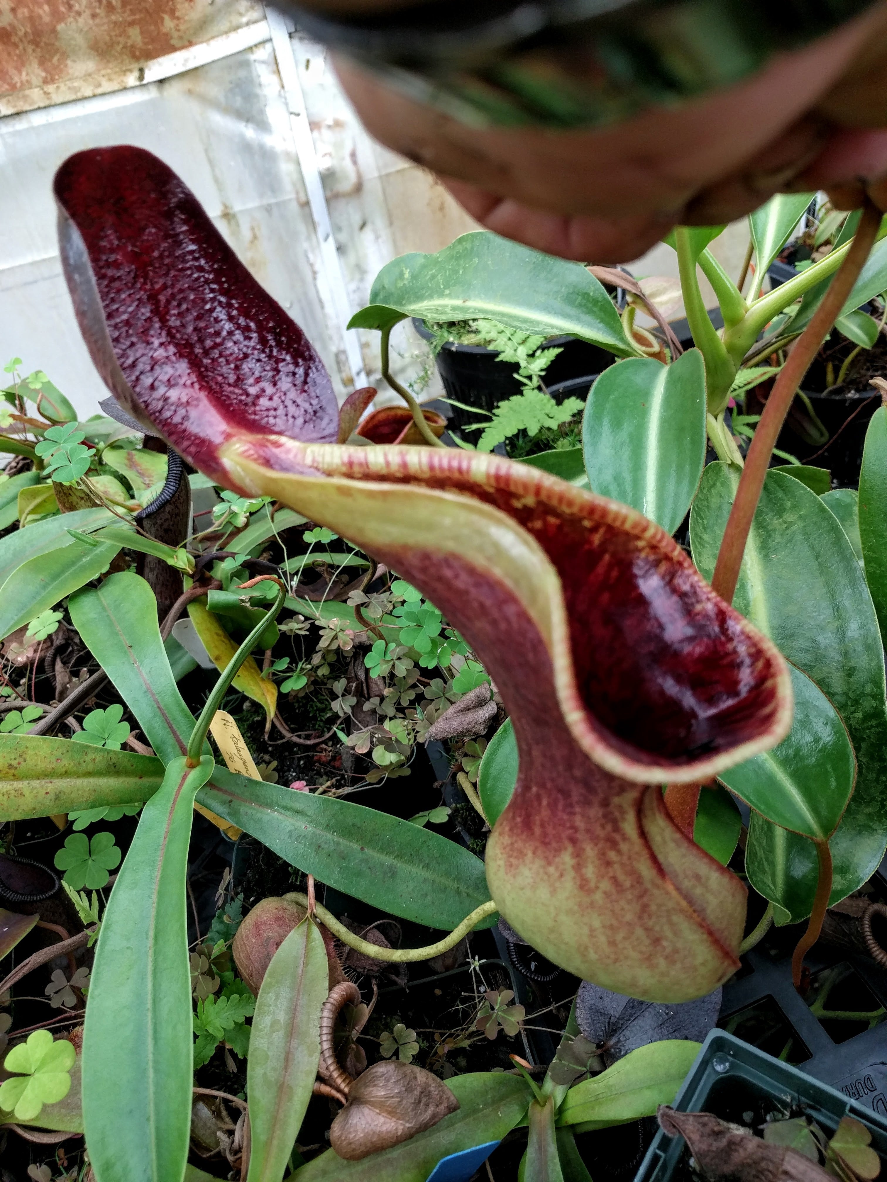 Nepenthes lowii Trusmadi, CAR-0018 – Carnivero