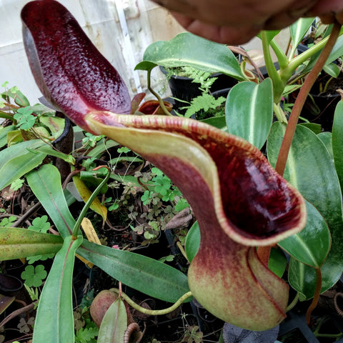 Seed grown Nepenthes lowii Trusmadi pitcher plant with a burgundy curved pitcher and green foliage