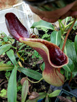 Nepenthes lowii Trusmadi, CAR-0018