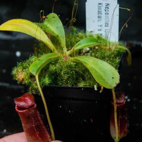 Nepenthes lowii Kinabalu carnivorous pitcher plant with mossy pot and slender orange pitcher stalks