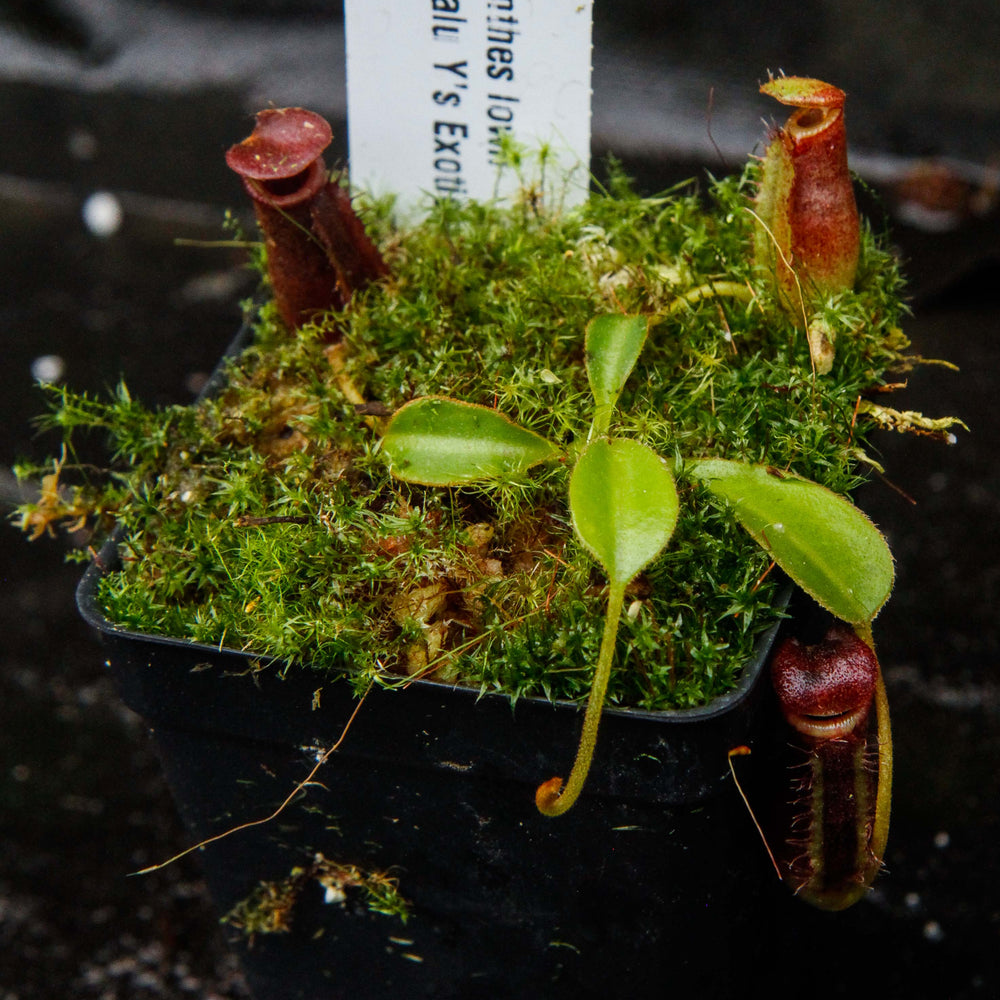 
                      
                        Nepenthes lowii Kinabalu
                      
                    