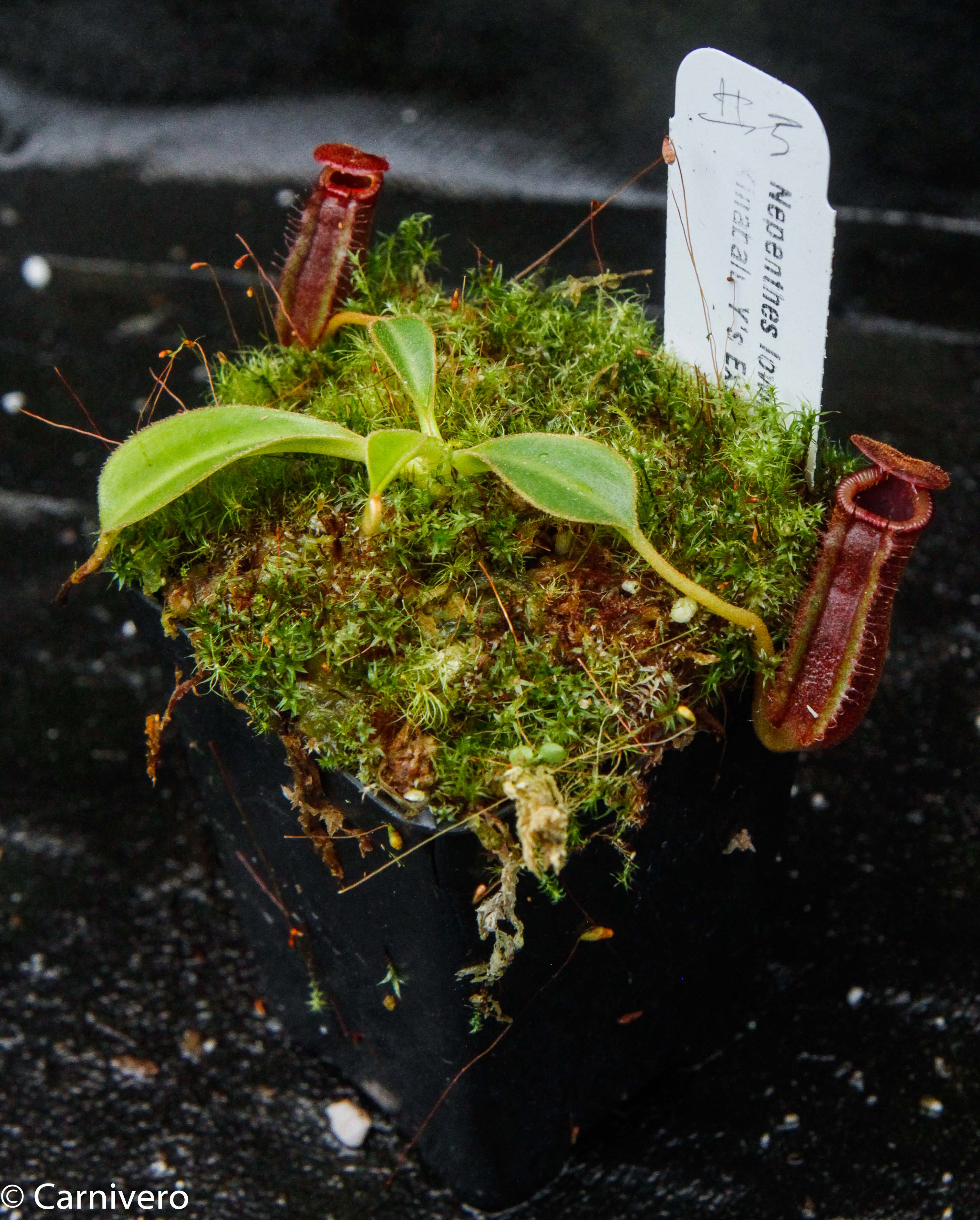 Nepenthes lowii Kinabalu – Carnivero