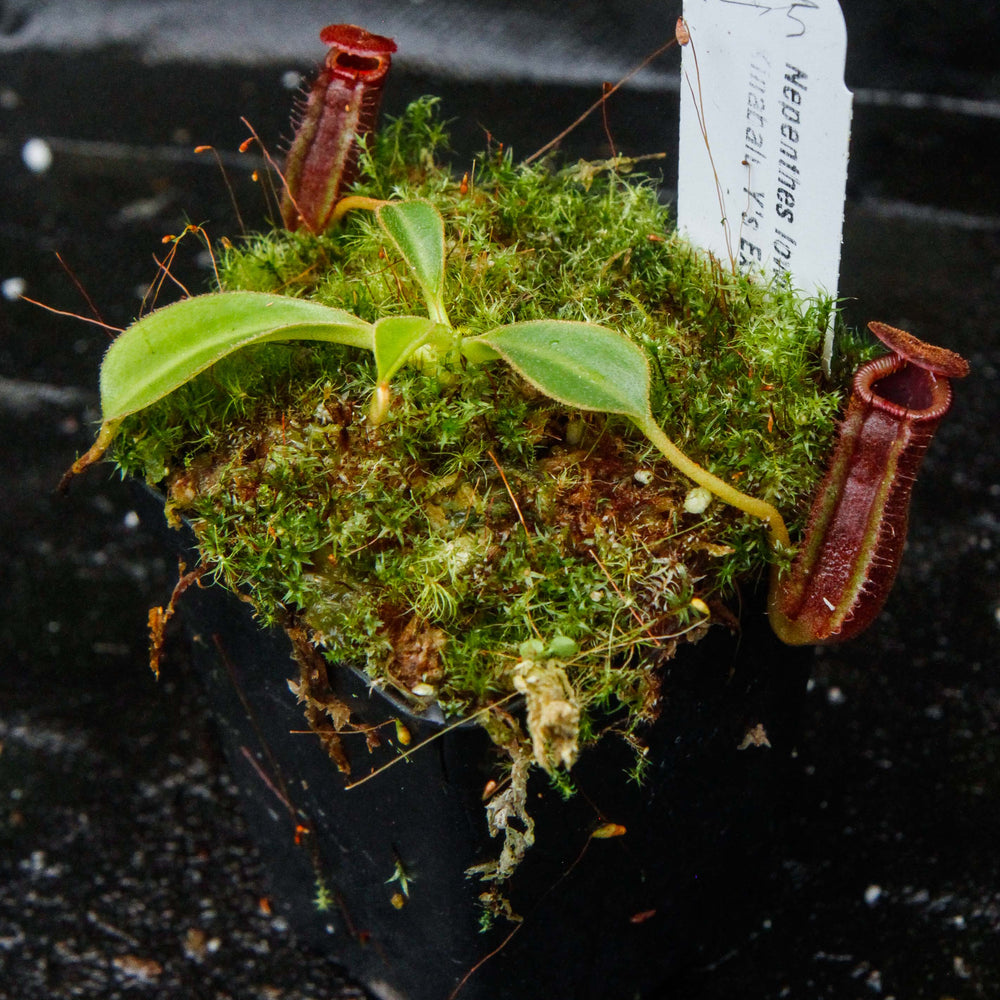 
                      
                        Nepenthes lowii Kinabalu
                      
                    