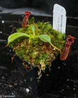 Nepenthes lowii Kinabalu