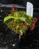Nepenthes lowii Kinabalu