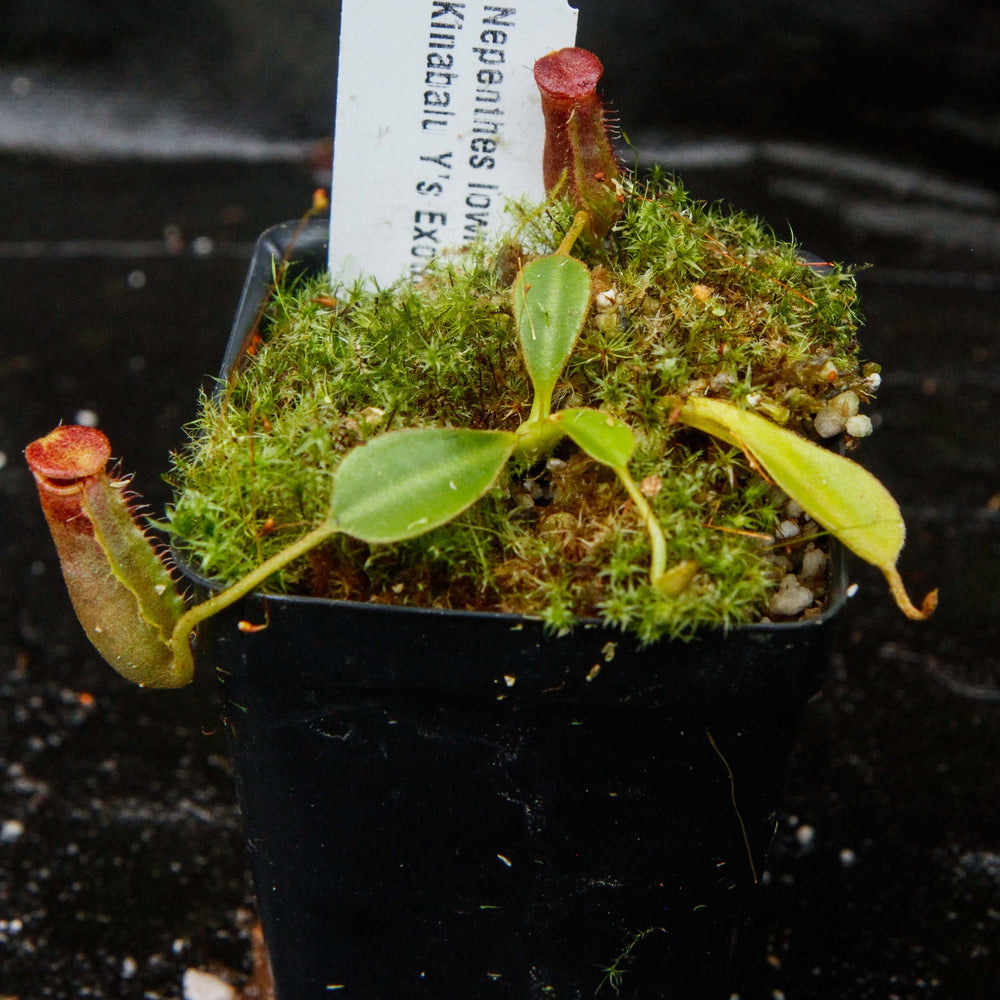 
                      
                        Nepenthes lowii Kinabalu
                      
                    