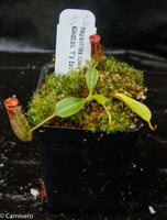 Nepenthes lowii Kinabalu