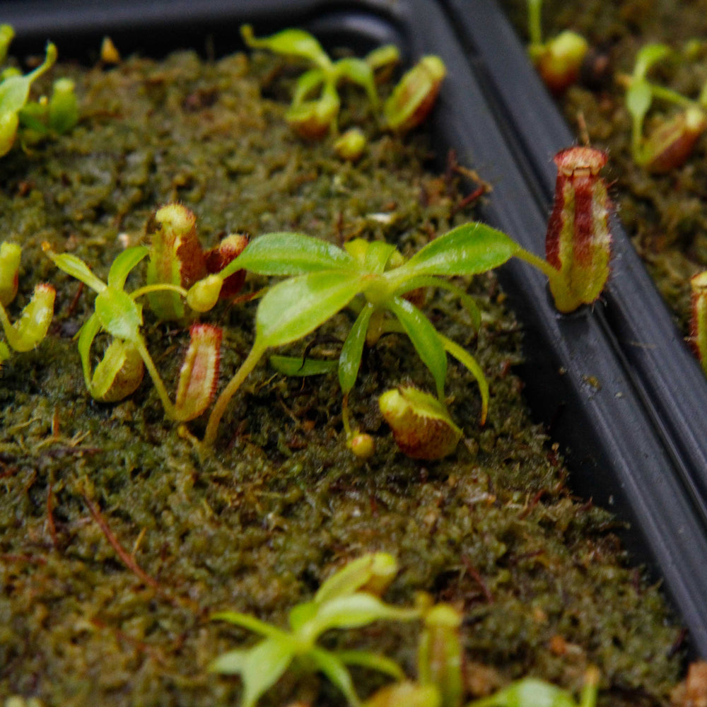 
                      
                        Nepenthes lowii Trusmadi, CAR-0018
                      
                    