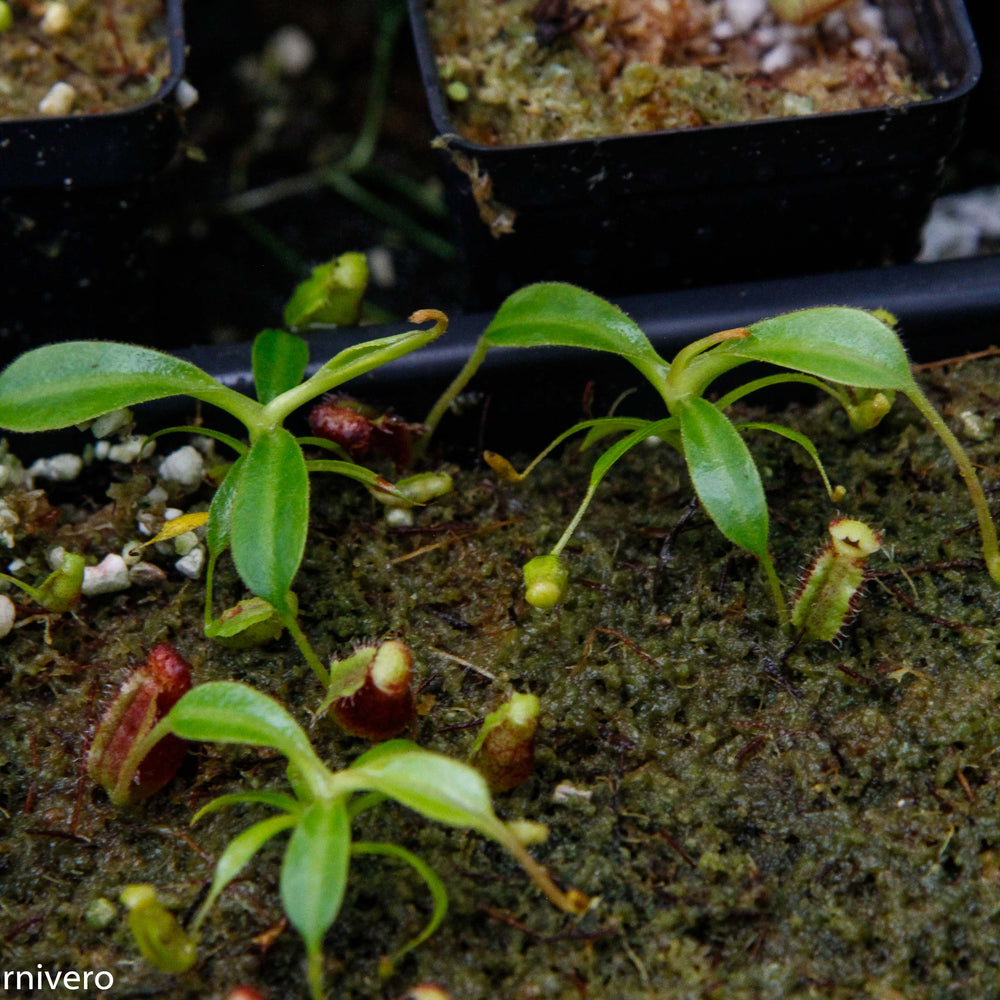 
                      
                        Nepenthes lowii Trusmadi, CAR-0018
                      
                    