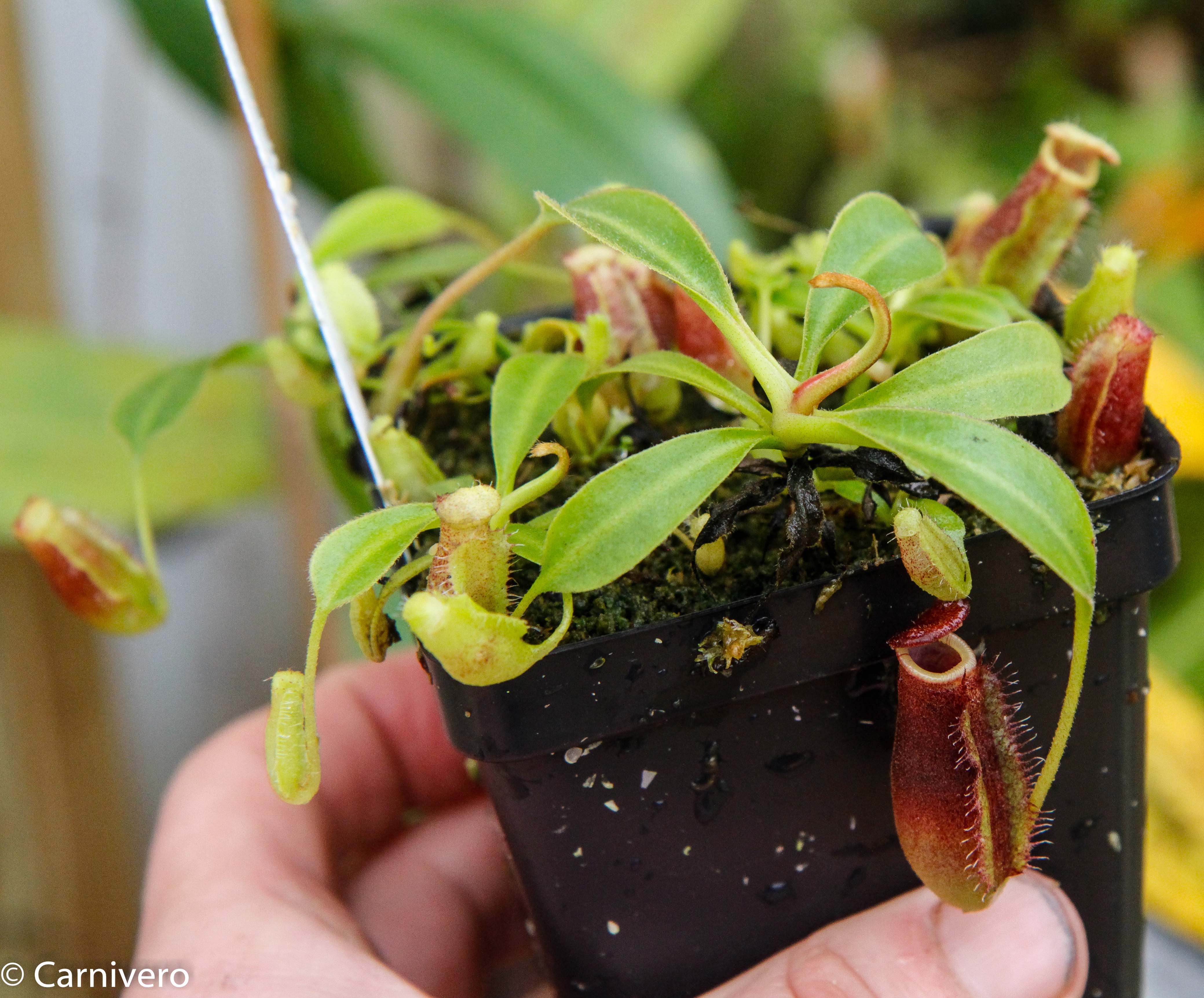 lowii Nepenthes – Carnivero Trusmadi, CAR-0018 AW 食虫植物N. BE