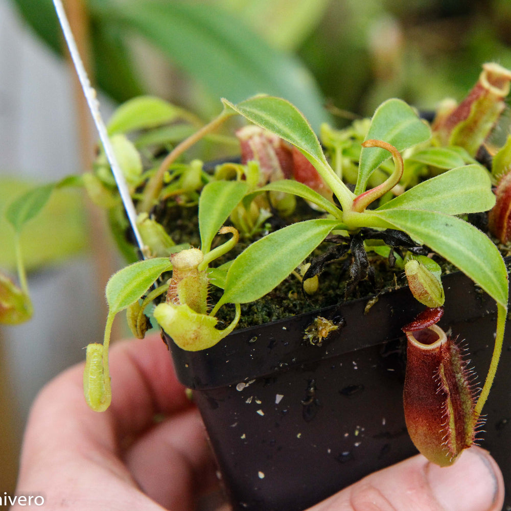 
                      
                        Nepenthes lowii Trusmadi, CAR-0018
                      
                    
