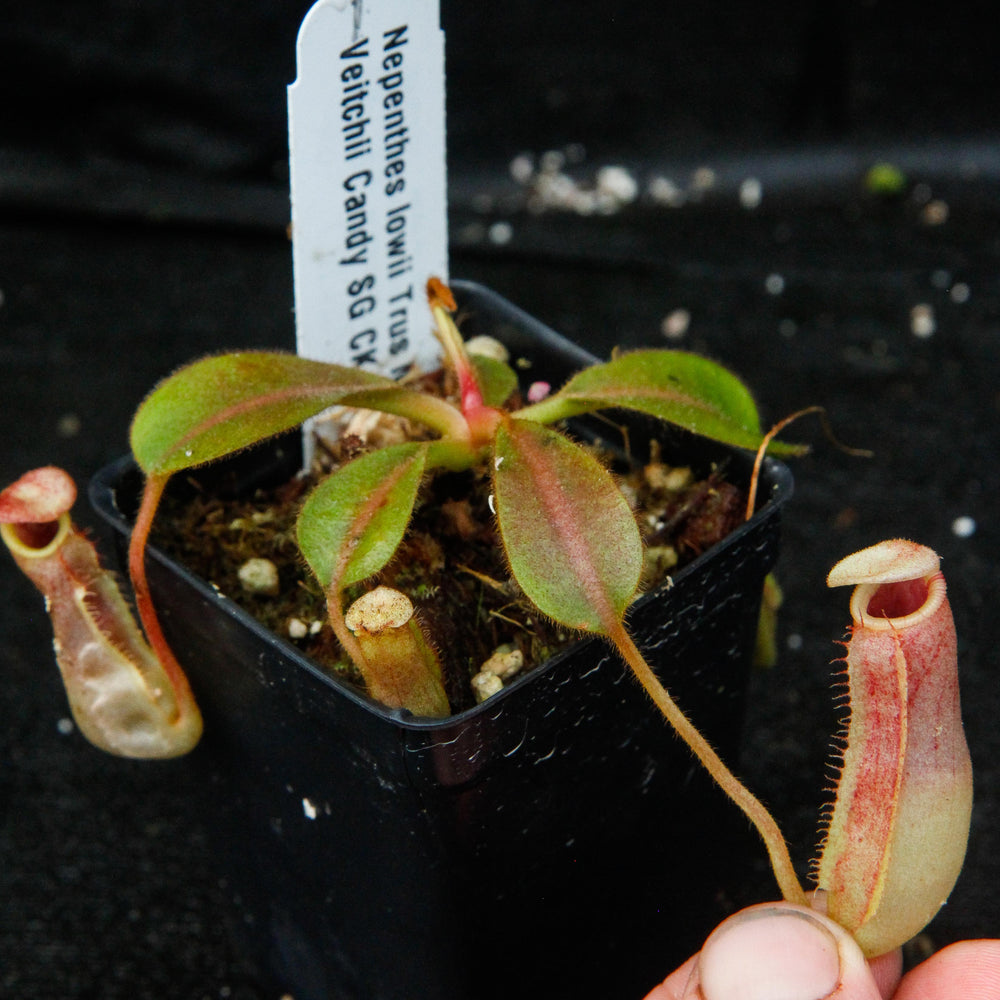 
                      
                        Nepenthes lowii x veitchii
                      
                    