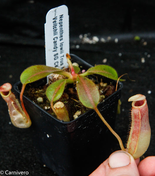 Nepenthes lowii x veitchii