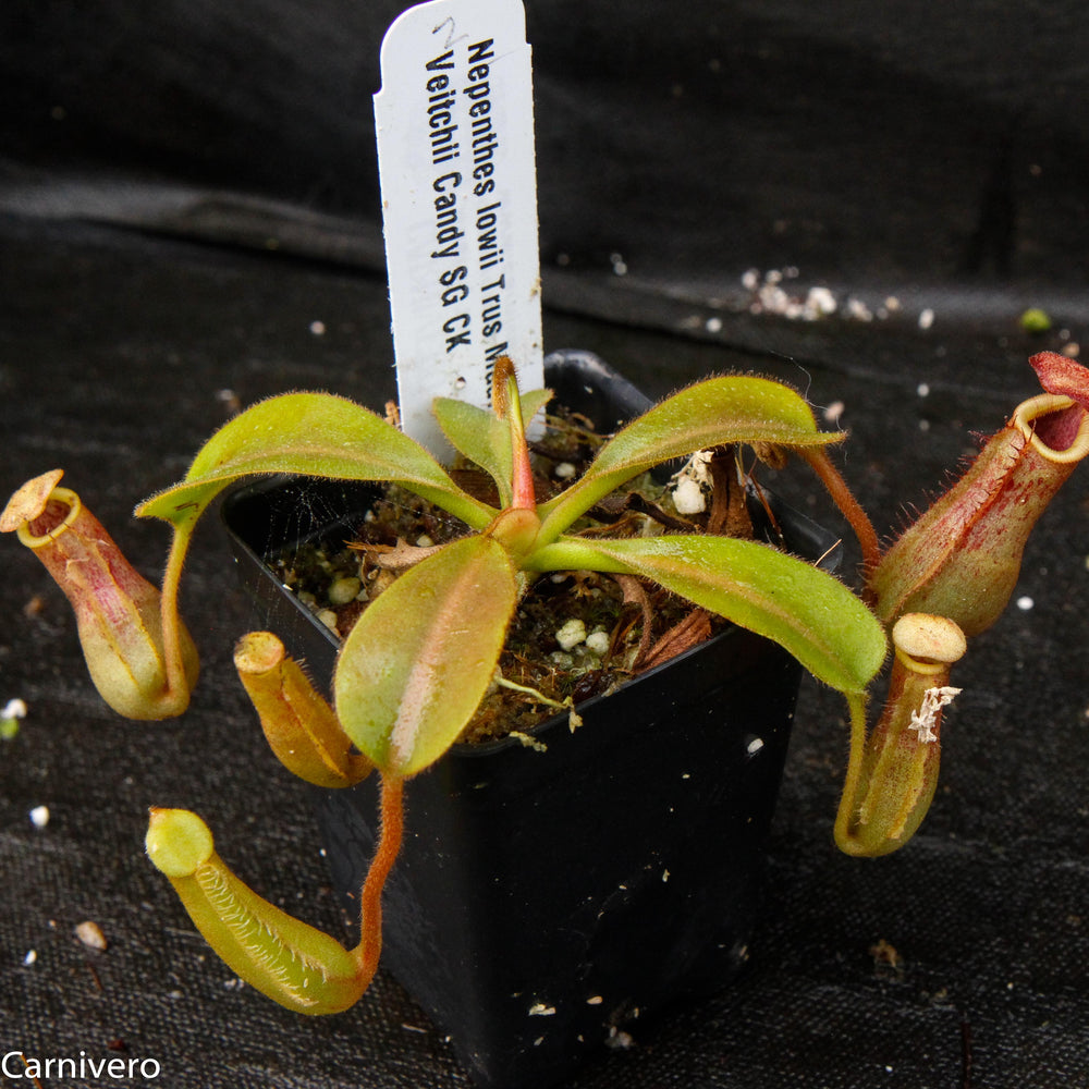
                      
                        Nepenthes lowii x veitchii
                      
                    