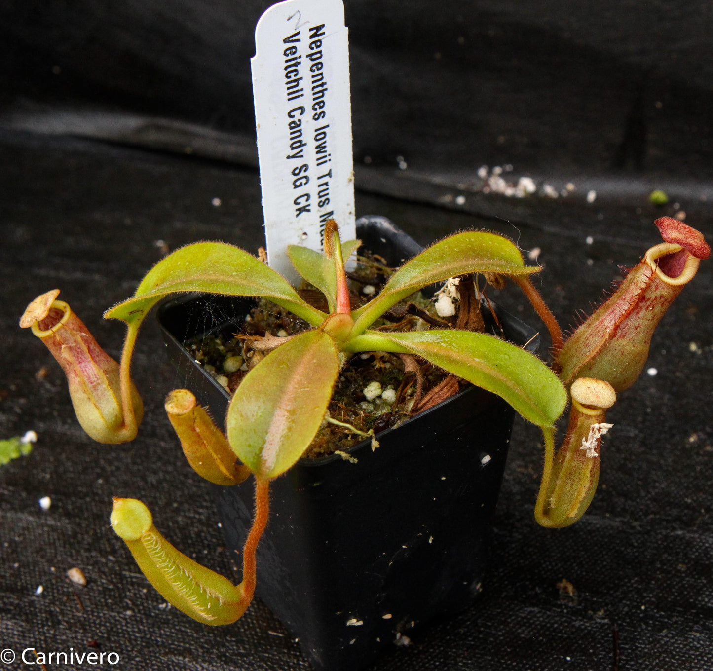 Nepenthes lowii x veitchii