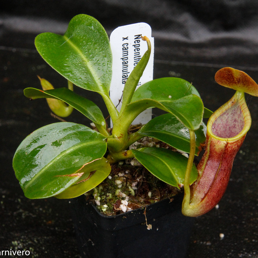 
                      
                        Nepenthes lowii x campanulata
                      
                    