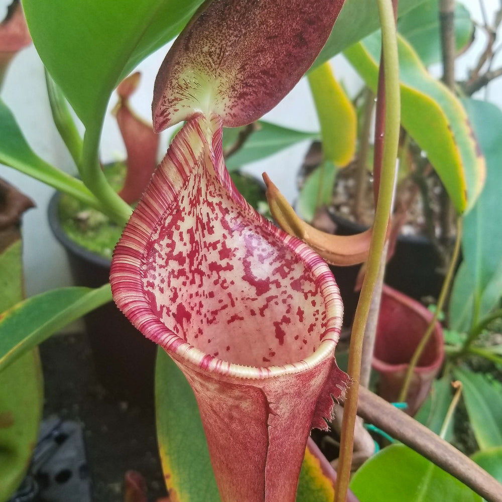 
                      
                        Nepenthes lowii x campanulata
                      
                    