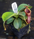 Nepenthes lowii x campanulata