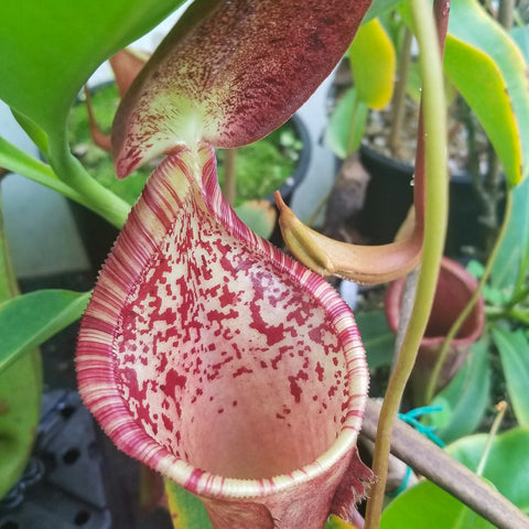 Close view of a Nepenthes lowii x campanulata pitcher with pink interior marbled in red and a pale striped rim