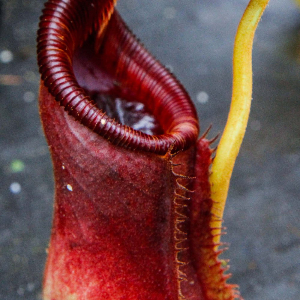 
                      
                        Nepenthes lowii x ephippiata
                      
                    