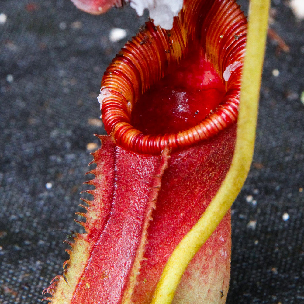
                      
                        Nepenthes lowii x ephippiata
                      
                    