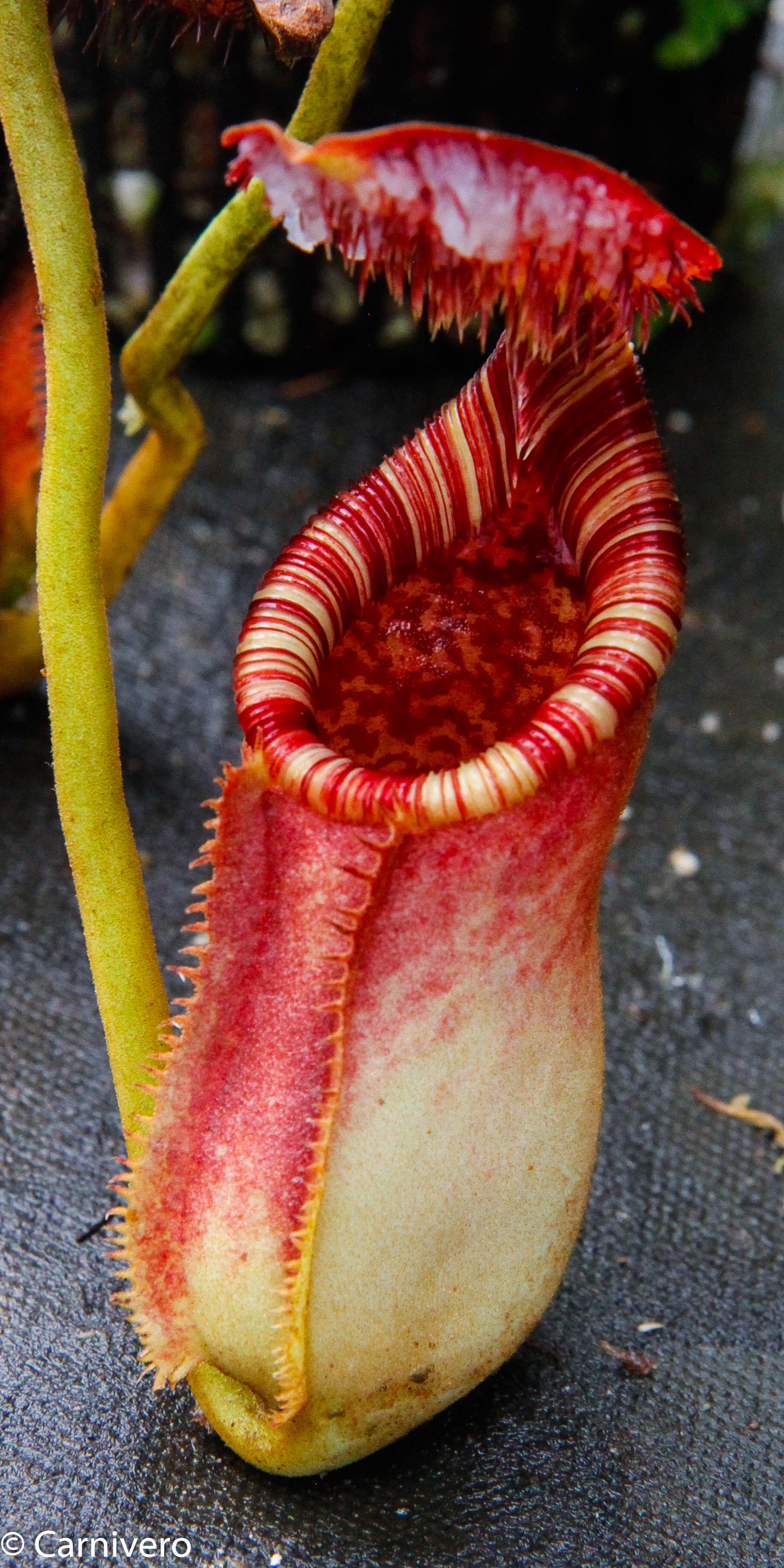 Nepenthes lowii x ephippiata – Carnivero