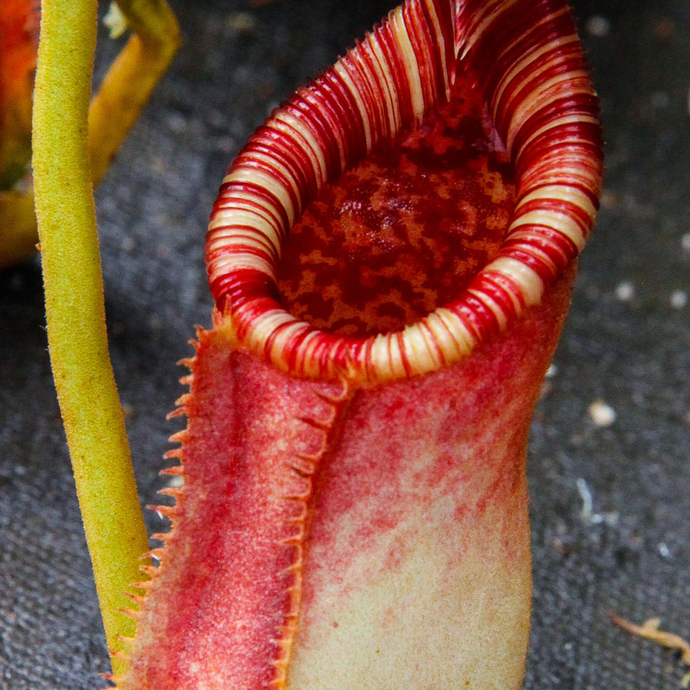 
                      
                        Nepenthes lowii x ephippiata
                      
                    
