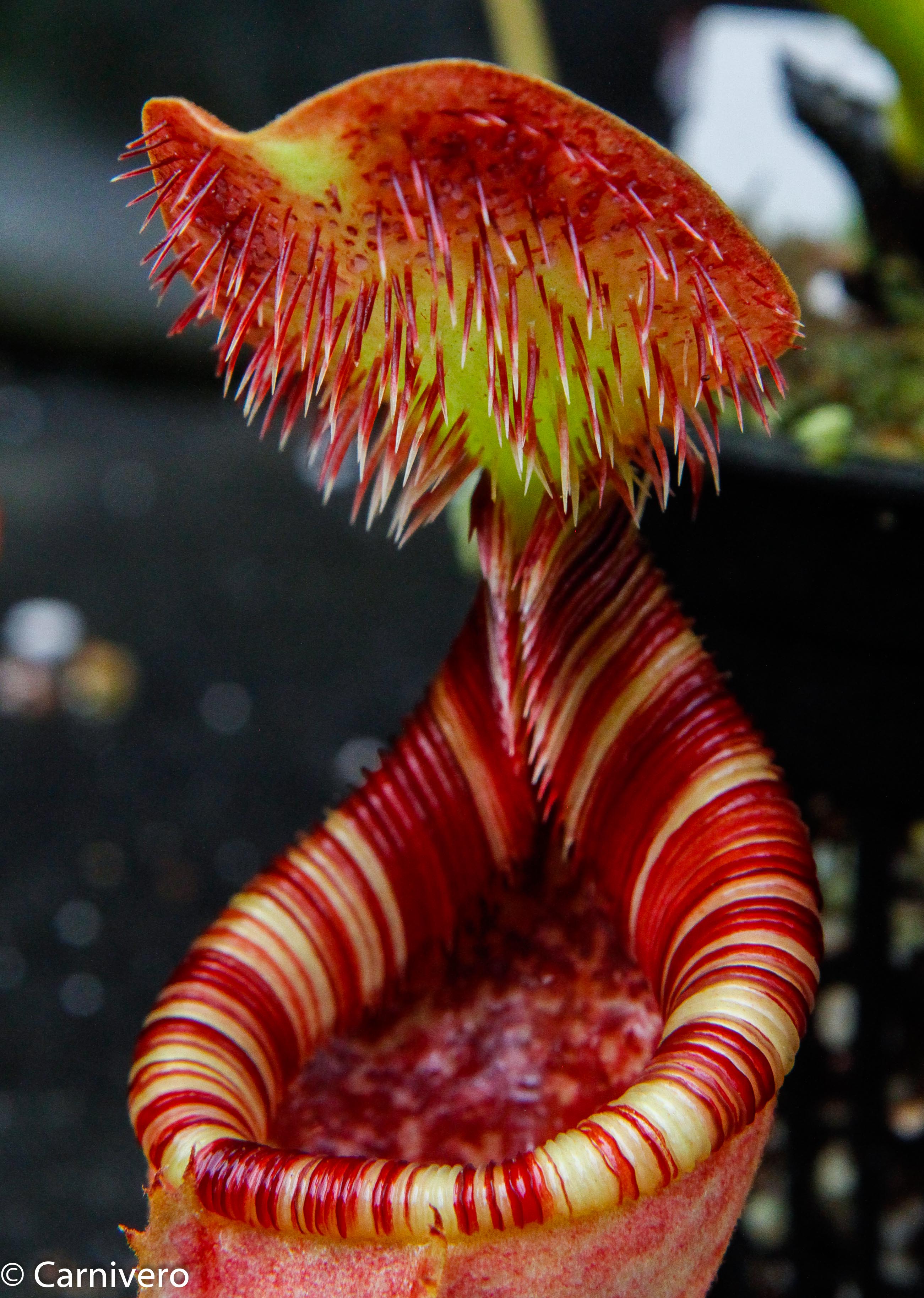Nepenthes lowii x ephippiata – Carnivero
