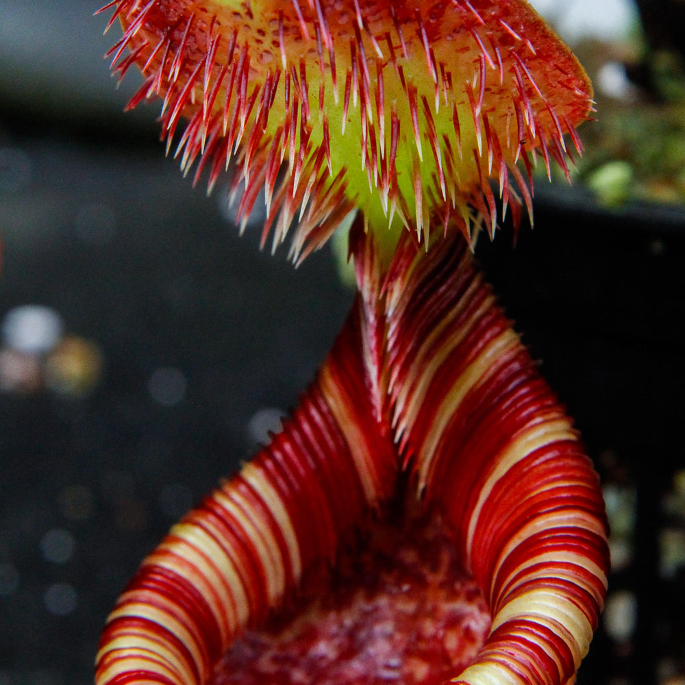 
                      
                        Nepenthes lowii x ephippiata
                      
                    