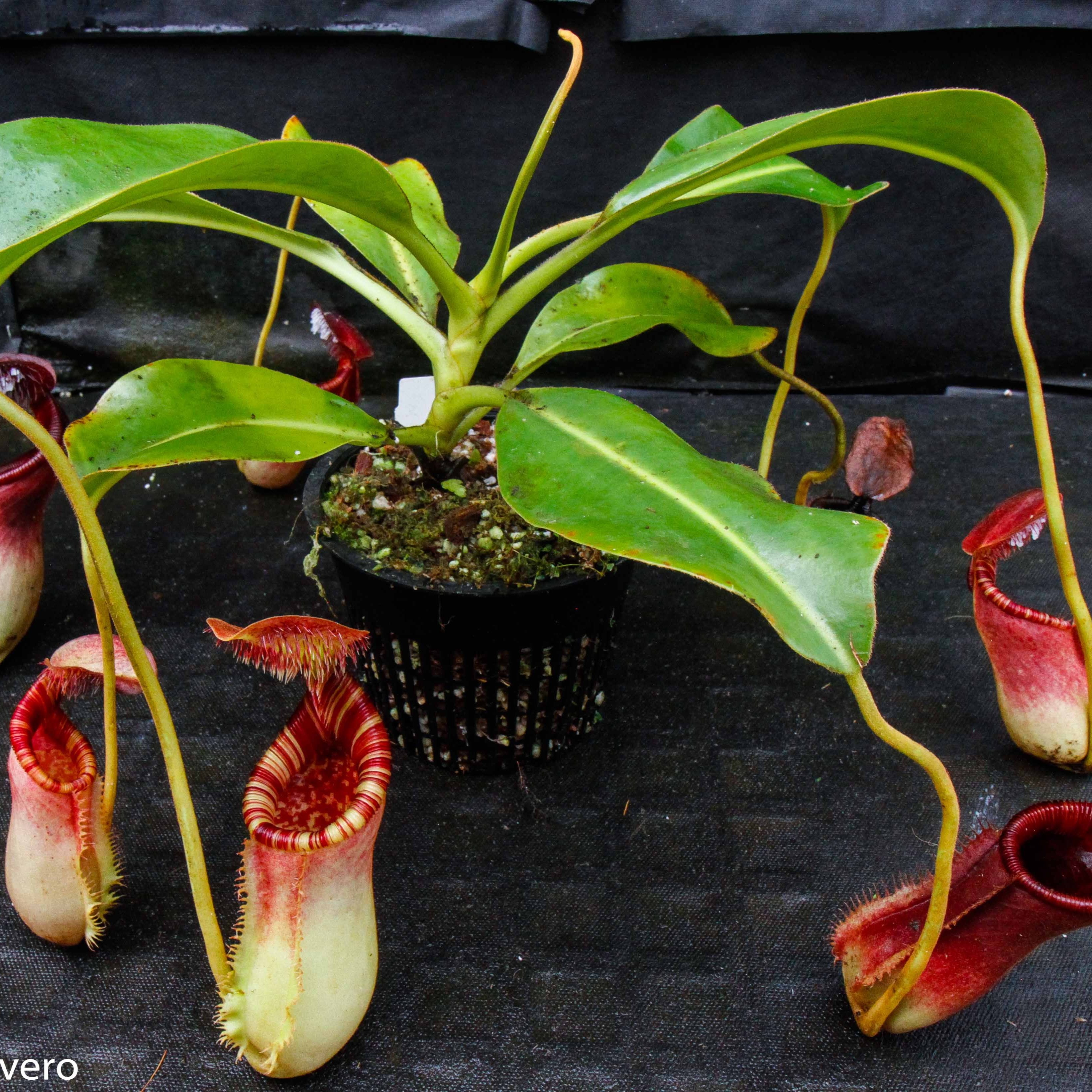 Nepenthes lowii x ephippiata – Carnivero