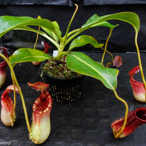 Nepenthes lowii x ephippiata plant with long green leaves and several red and pale yellow pitchers with fringed rims
