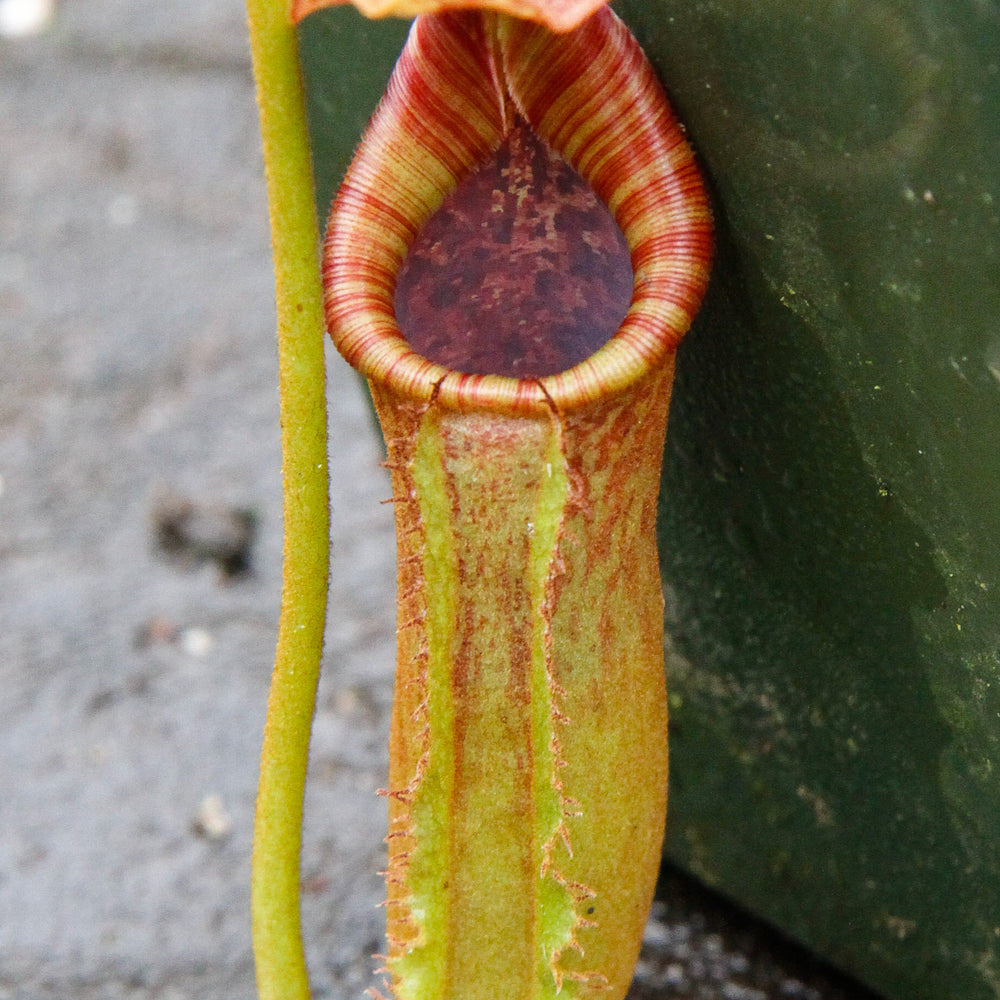 Nepenthes lowii x fusca