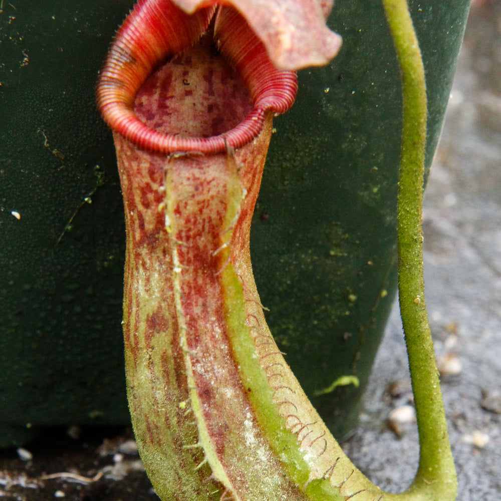 
                      
                        Nepenthes lowii x fusca
                      
                    