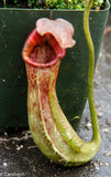 Nepenthes lowii x fusca