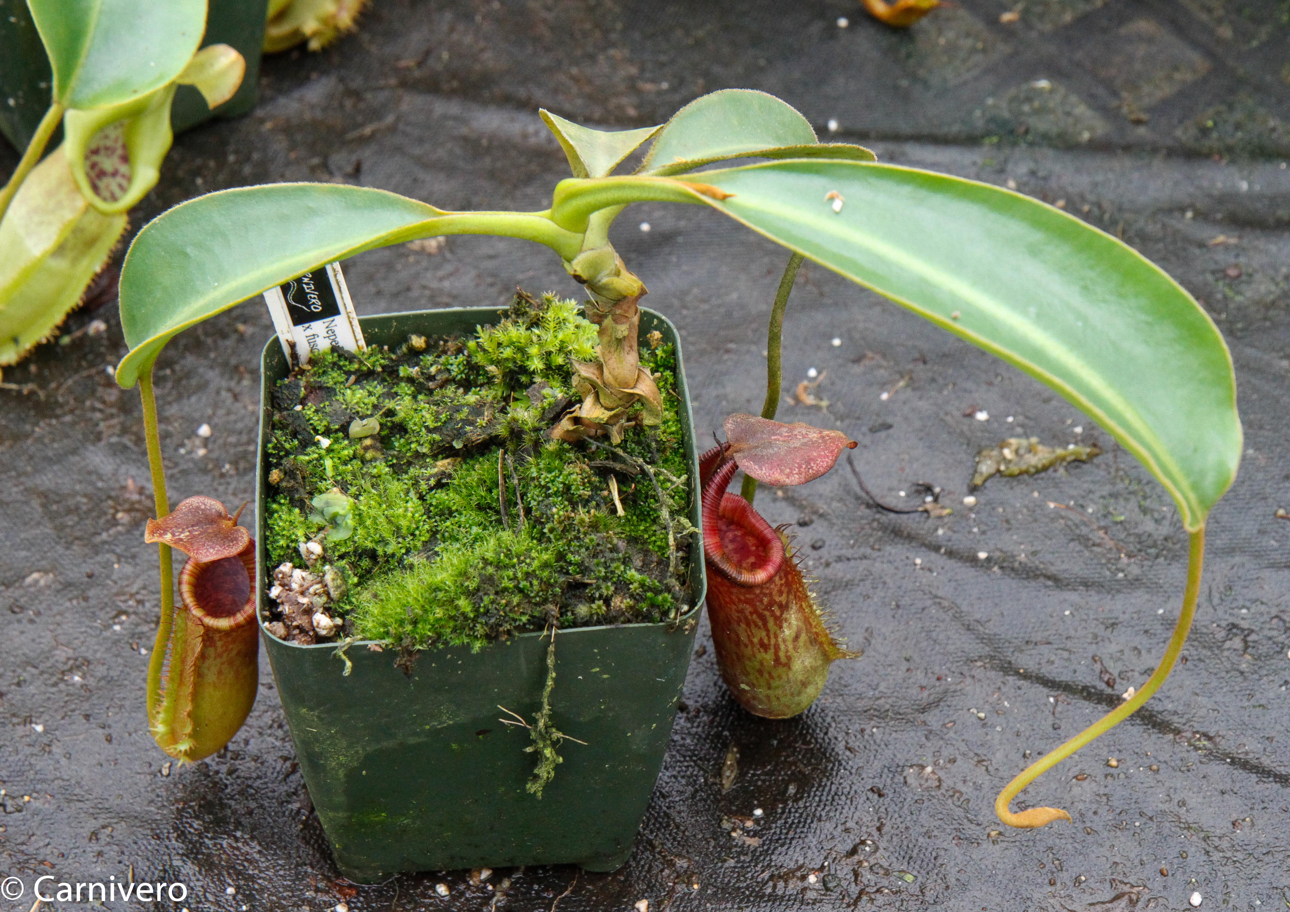 Nepenthes (Pitcher Plants) | Carnivero – Page 20