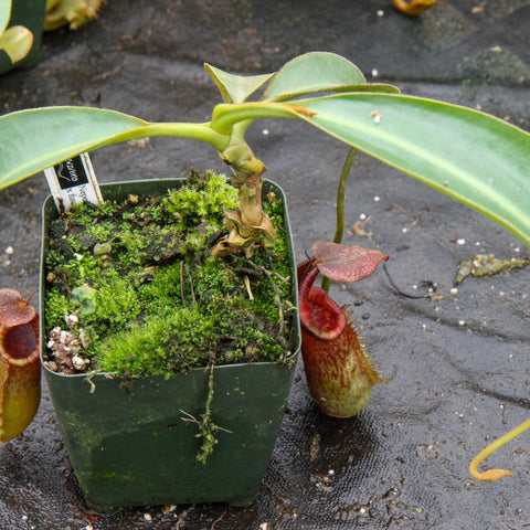 Nepenthes lowii x fusca pitcher plant with a long reddish pitcher growing from a mossy pot