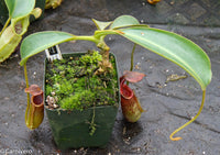 Nepenthes lowii x fusca