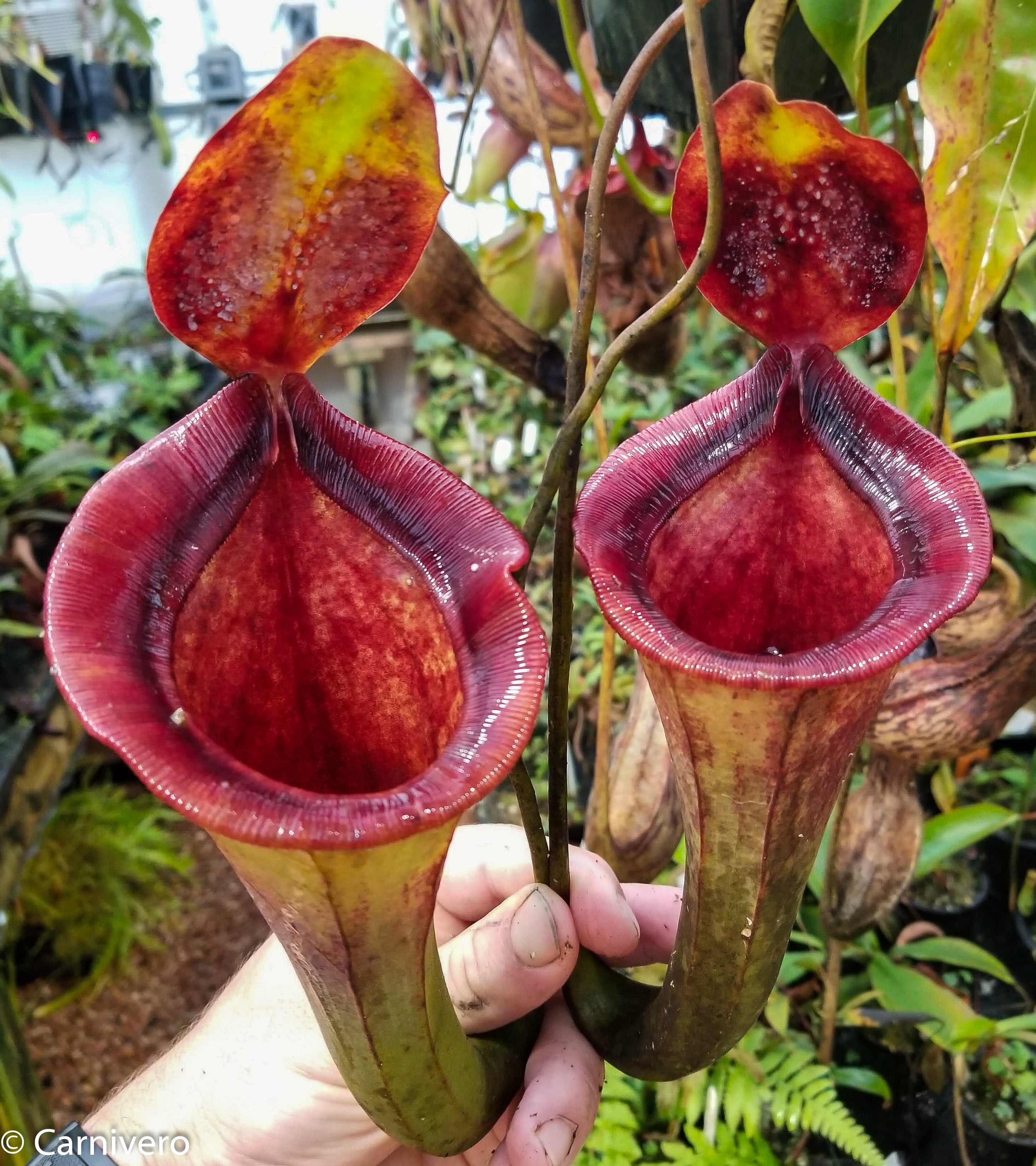 ジャボテン Nepenthes jacquelineae x lowii – Carnivero