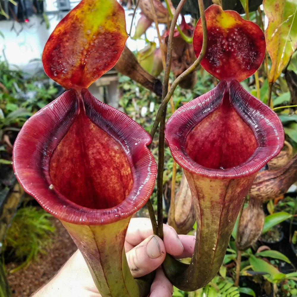 
                      
                        Nepenthes jacquelineae x lowii
                      
                    