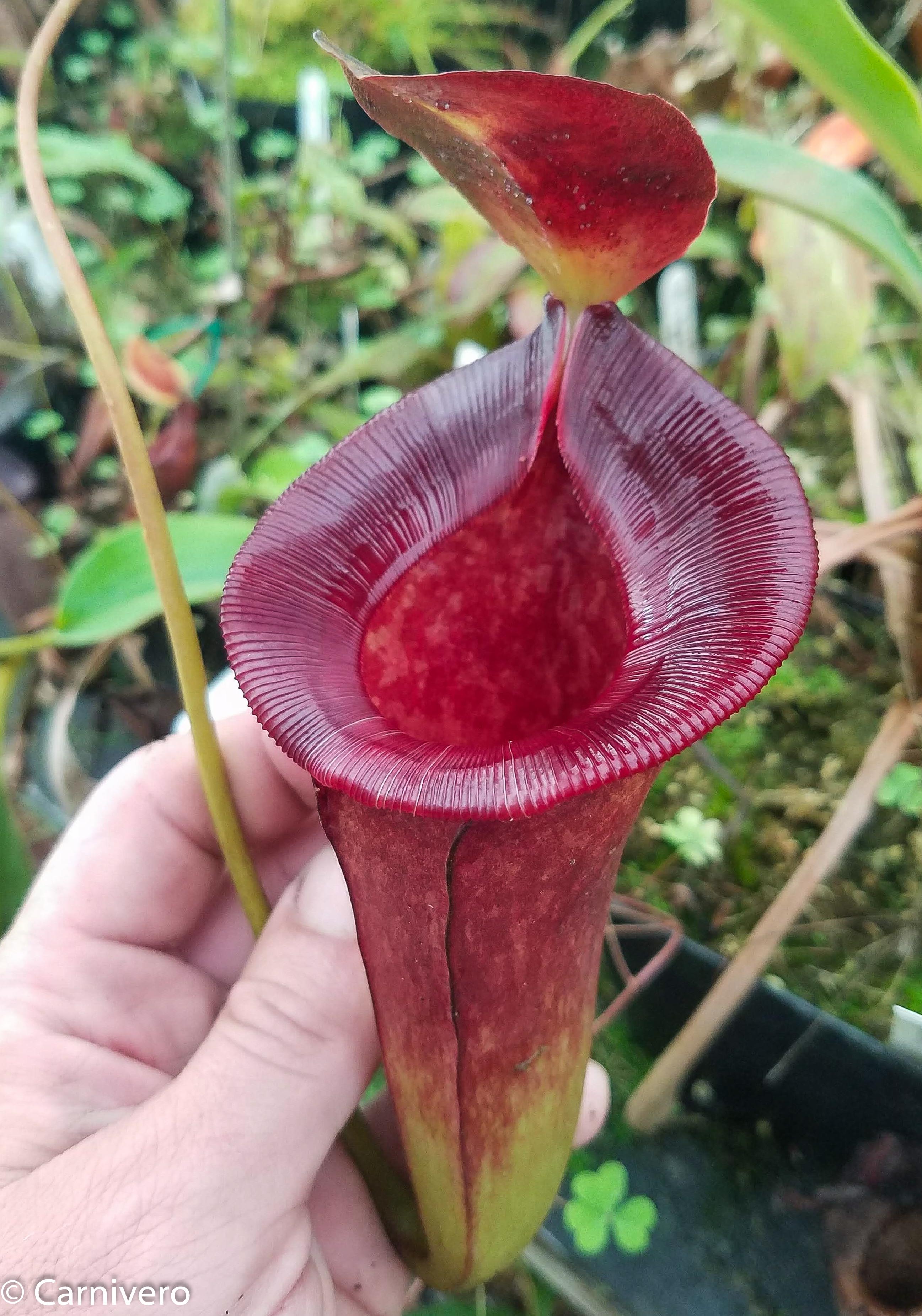 Nepenthes jacquelineae x lowii – Carnivero