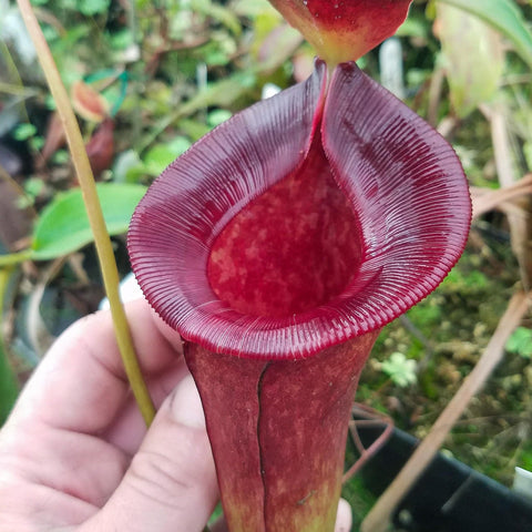 Close-up of a deep red Nepenthes jacquelineae x lowii pitcher with a bright pink peristome