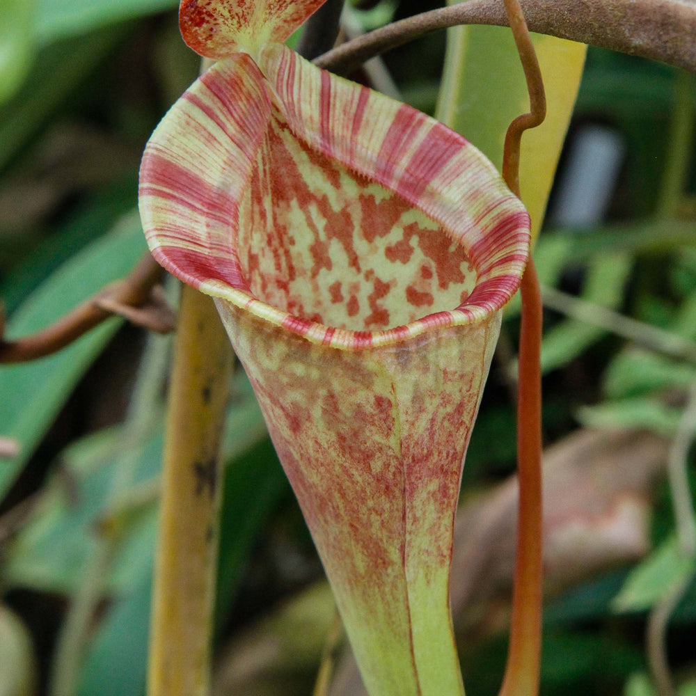 
                      
                        Nepenthes jacquelineae x lowii
                      
                    