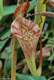 Nepenthes jacquelineae x lowii