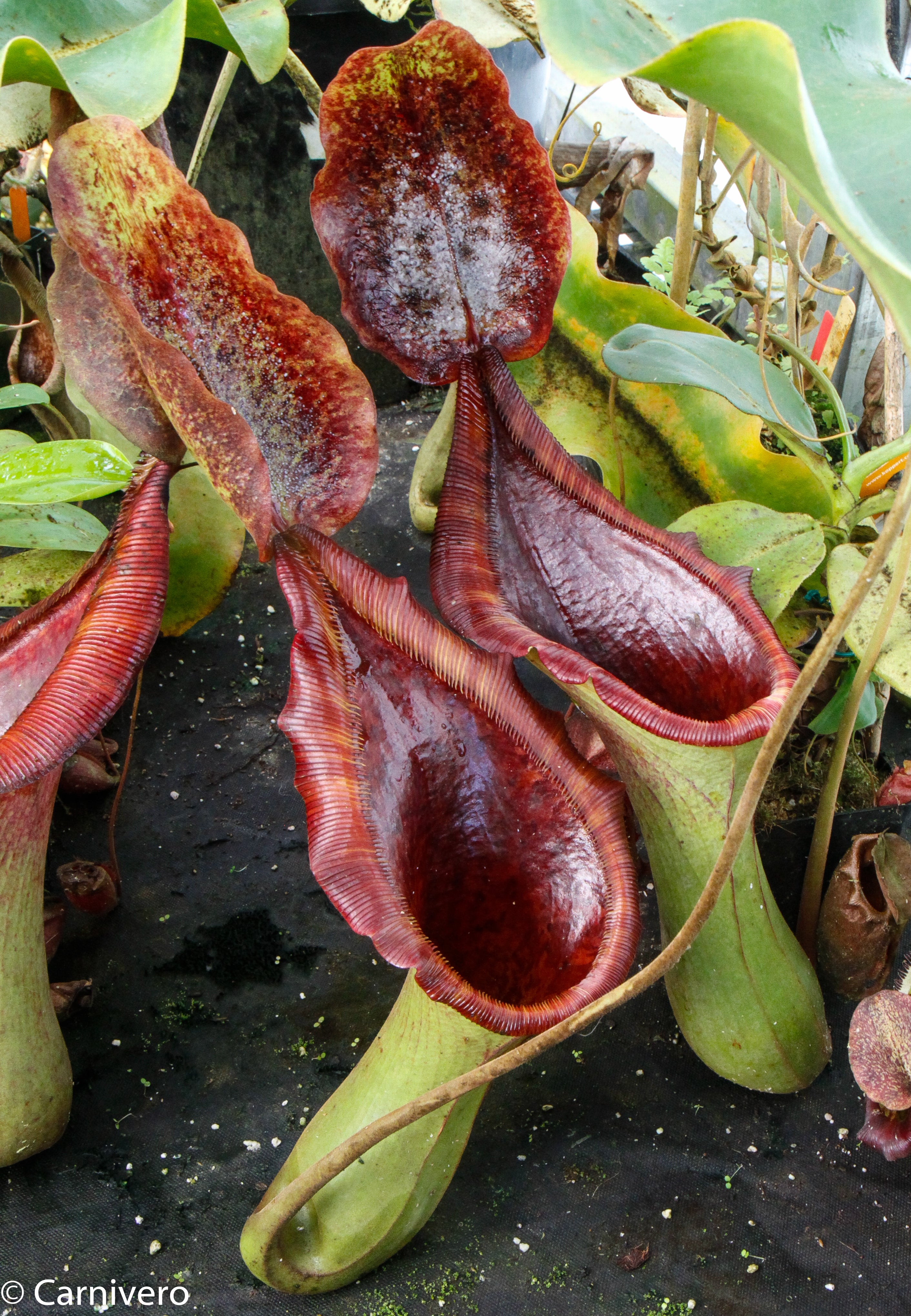 Nepenthes truncata (d) x lowii Trusmadi, CAR-0061 – Carnivero