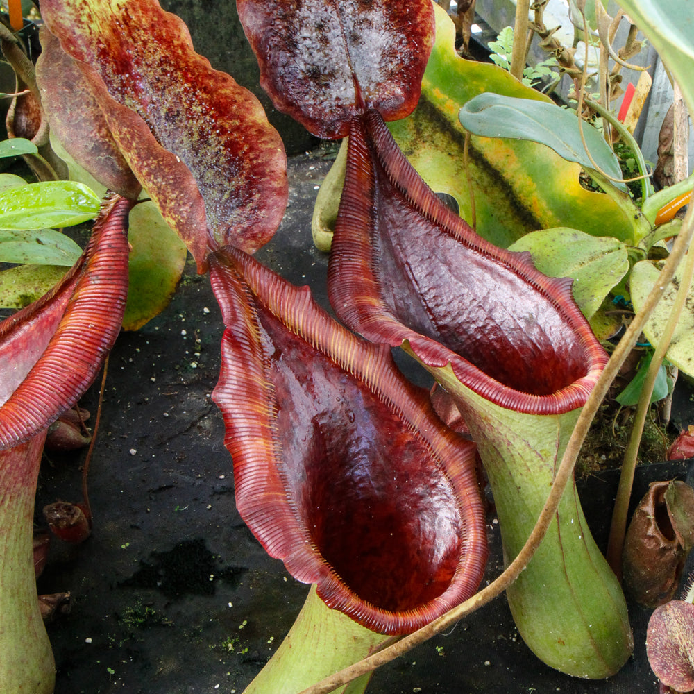 
                      
                        Nepenthes truncata (d) x lowii Trusmadi, CAR-0061
                      
                    