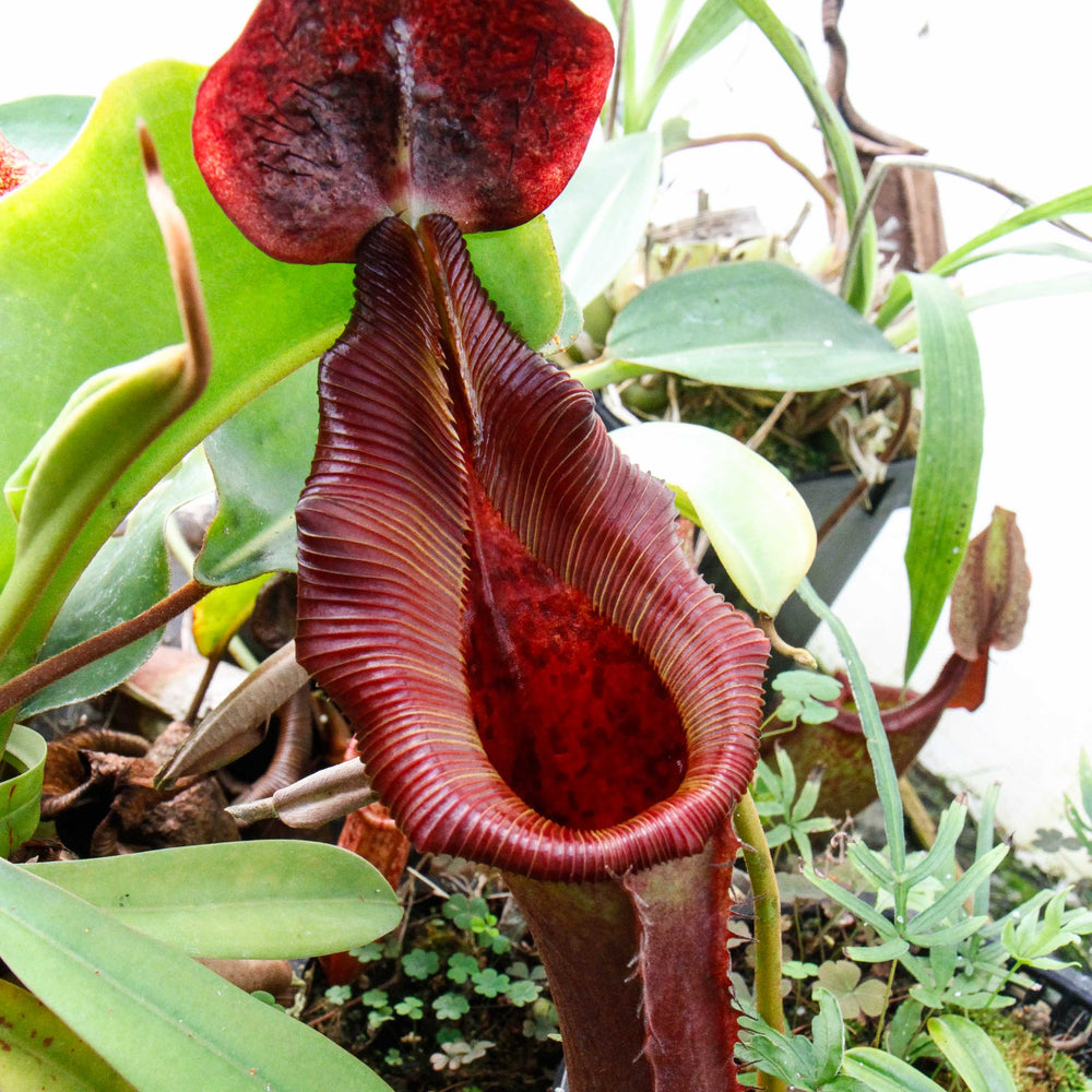 
                      
                        Nepenthes truncata (d) x lowii Trusmadi, CAR-0061
                      
                    