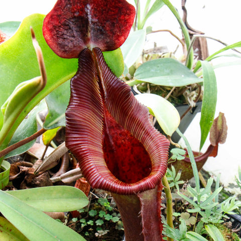 Tall Nepenthes truncata x lowii Kinabalu CAR-0714 pitcher with red exterior and ribbed column, showing vivid maroon interior.