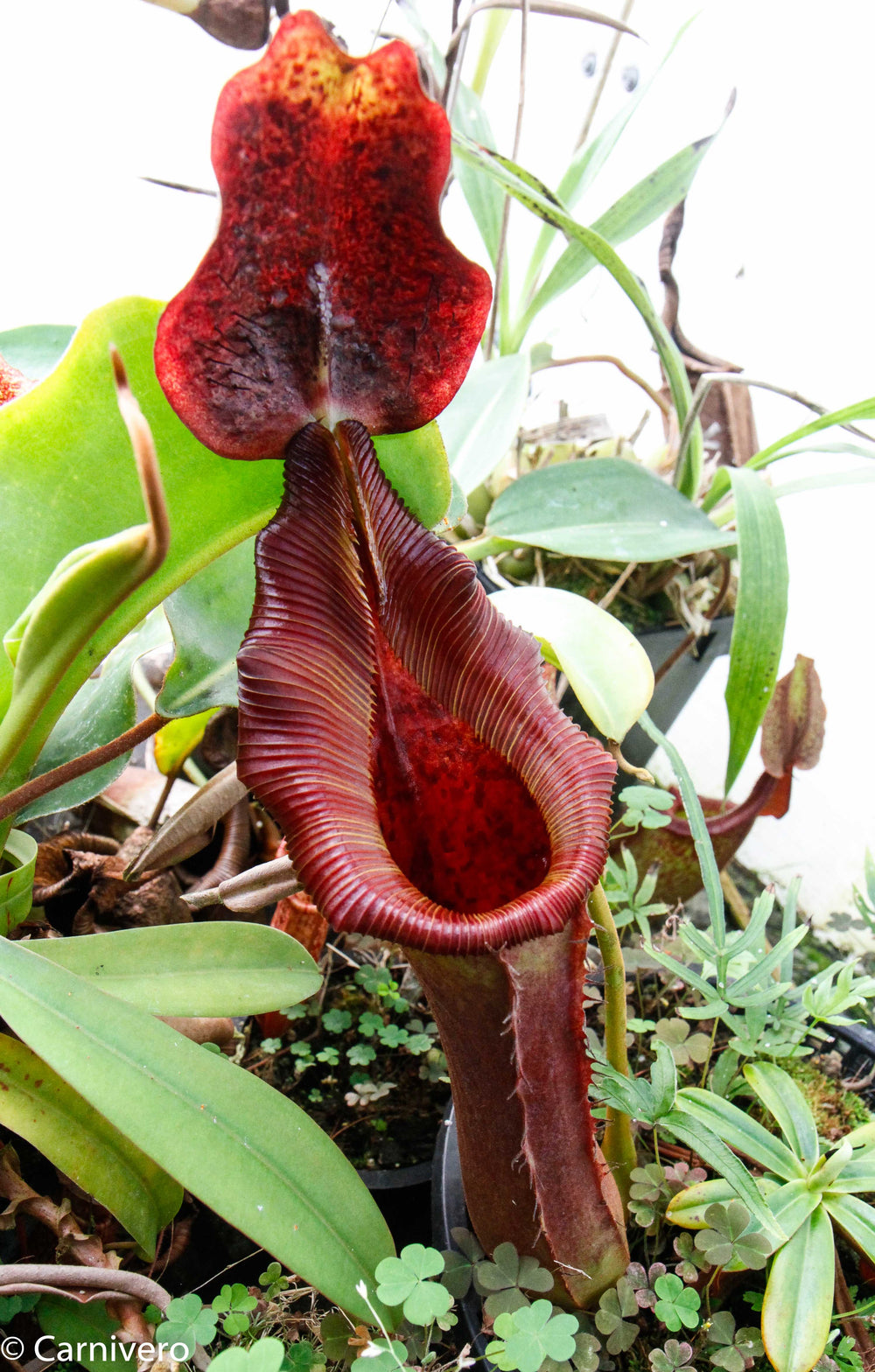 Nepenthes truncata (d) x lowii Kinabalu, CAR-0714